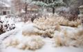 IMG_7609 snowy dead plant